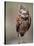 Burrowing Owl, Florida, Usa-Connie Bransilver-Stretched Canvas