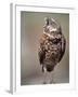 Burrowing Owl, Florida, Usa-Connie Bransilver-Framed Photographic Print