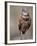 Burrowing Owl, Florida, Usa-Connie Bransilver-Framed Photographic Print