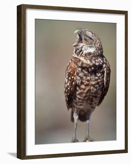 Burrowing Owl, Florida, Usa-Connie Bransilver-Framed Photographic Print