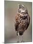 Burrowing Owl, Florida, Usa-Connie Bransilver-Mounted Photographic Print