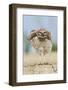 Burrowing owl, fluffing up-Ken Archer-Framed Photographic Print