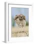 Burrowing owl, fluffing up-Ken Archer-Framed Photographic Print