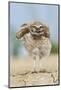 Burrowing owl, fluffing up-Ken Archer-Mounted Photographic Print