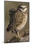 Burrowing Owl Pair-Ken Archer-Mounted Photographic Print