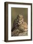 Burrowing Owl Pair-Ken Archer-Framed Photographic Print