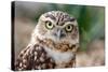 Burrowing Owl Portrait-Gaschwald-Stretched Canvas