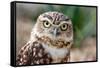 Burrowing Owl Portrait-Gaschwald-Framed Stretched Canvas