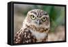 Burrowing Owl Portrait-Gaschwald-Framed Stretched Canvas