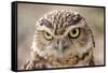 Burrowing Owl Portrait-Gaschwald-Framed Stretched Canvas