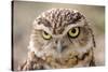 Burrowing Owl Portrait-Gaschwald-Stretched Canvas