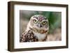 Burrowing Owl Portrait-Gaschwald-Framed Photographic Print