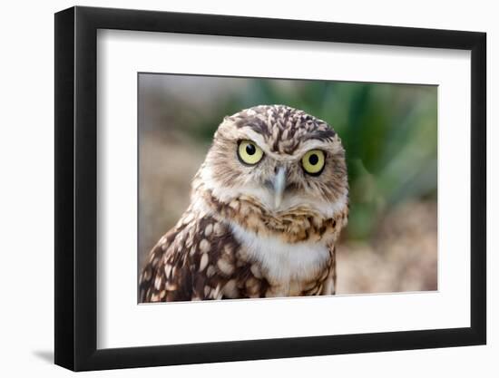 Burrowing Owl Portrait-Gaschwald-Framed Photographic Print