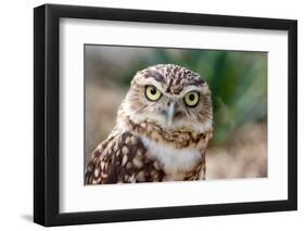 Burrowing Owl Portrait-Gaschwald-Framed Photographic Print