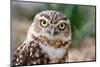 Burrowing Owl Portrait-Gaschwald-Mounted Photographic Print