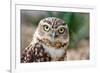 Burrowing Owl Portrait-Gaschwald-Framed Photographic Print