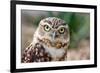 Burrowing Owl Portrait-Gaschwald-Framed Photographic Print