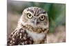 Burrowing Owl Portrait-Gaschwald-Mounted Photographic Print