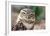 Burrowing Owl Portrait-Gaschwald-Framed Photographic Print