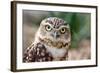 Burrowing Owl Portrait-Gaschwald-Framed Photographic Print