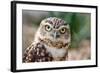 Burrowing Owl Portrait-Gaschwald-Framed Photographic Print