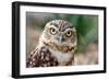 Burrowing Owl Portrait-Gaschwald-Framed Photographic Print