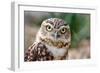 Burrowing Owl Portrait-Gaschwald-Framed Photographic Print