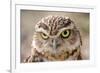 Burrowing Owl Portrait-Gaschwald-Framed Photographic Print