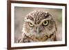 Burrowing Owl Portrait-Gaschwald-Framed Photographic Print