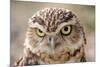 Burrowing Owl Portrait-Gaschwald-Mounted Photographic Print