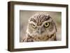 Burrowing Owl Portrait-Gaschwald-Framed Photographic Print