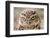 Burrowing Owl Portrait-Gaschwald-Framed Photographic Print