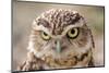 Burrowing Owl Portrait-Gaschwald-Mounted Photographic Print