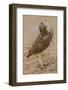 Burrowing owl rotating head, Arizona, USA-John Cancalosi-Framed Photographic Print