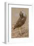 Burrowing owl rotating head, Arizona, USA-John Cancalosi-Framed Photographic Print