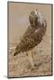 Burrowing owl rotating head, Arizona, USA-John Cancalosi-Mounted Photographic Print