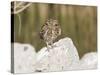 Burrowing Owl, Salton Sea Area, Imperial County, California, USA-Diane Johnson-Stretched Canvas