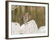 Burrowing Owl, Salton Sea Area, Imperial County, California, USA-Diane Johnson-Framed Photographic Print