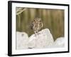 Burrowing Owl, Salton Sea Area, Imperial County, California, USA-Diane Johnson-Framed Photographic Print