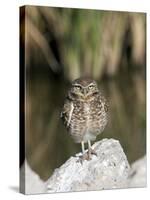 Burrowing Owl, Salton Sea Area, Imperial County, California, USA-Diane Johnson-Stretched Canvas