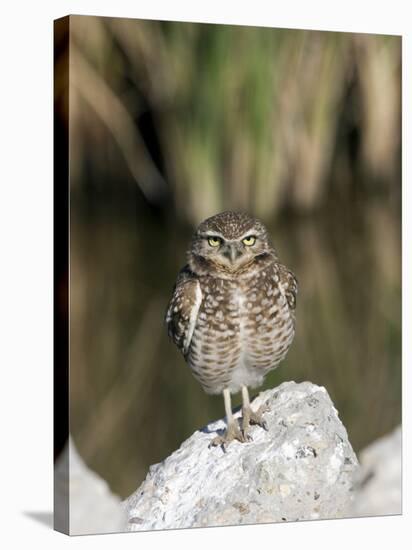 Burrowing Owl, Salton Sea Area, Imperial County, California, USA-Diane Johnson-Stretched Canvas