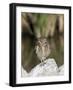 Burrowing Owl, Salton Sea Area, Imperial County, California, USA-Diane Johnson-Framed Photographic Print