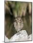 Burrowing Owl, Salton Sea Area, Imperial County, California, USA-Diane Johnson-Mounted Photographic Print