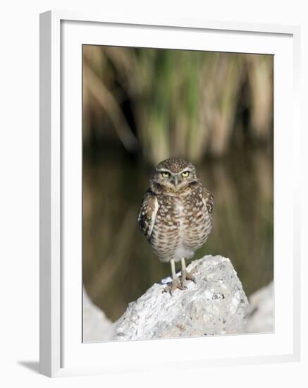 Burrowing Owl, Salton Sea Area, Imperial County, California, USA-Diane Johnson-Framed Photographic Print