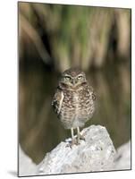 Burrowing Owl, Salton Sea Area, Imperial County, California, USA-Diane Johnson-Mounted Photographic Print