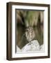 Burrowing Owl, Salton Sea Area, Imperial County, California, USA-Diane Johnson-Framed Photographic Print