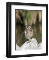 Burrowing Owl, Salton Sea Area, Imperial County, California, USA-Diane Johnson-Framed Photographic Print