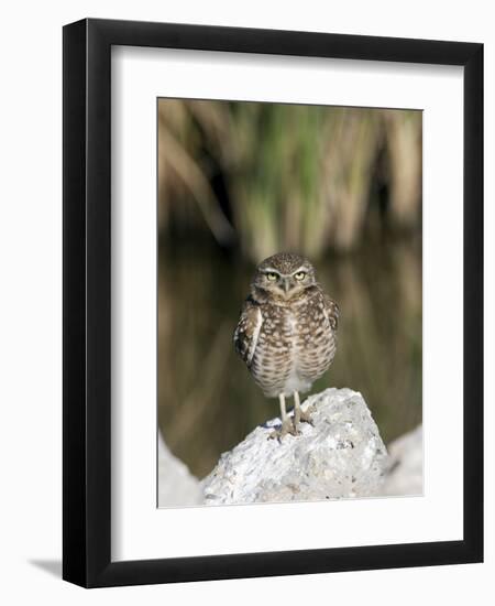Burrowing Owl, Salton Sea Area, Imperial County, California, USA-Diane Johnson-Framed Photographic Print