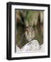 Burrowing Owl, Salton Sea Area, Imperial County, California, USA-Diane Johnson-Framed Photographic Print