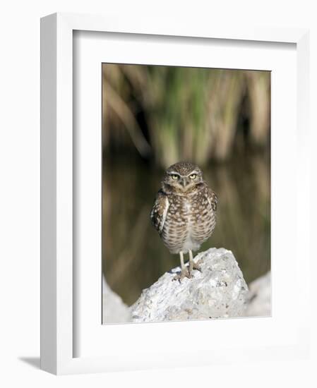 Burrowing Owl, Salton Sea Area, Imperial County, California, USA-Diane Johnson-Framed Photographic Print